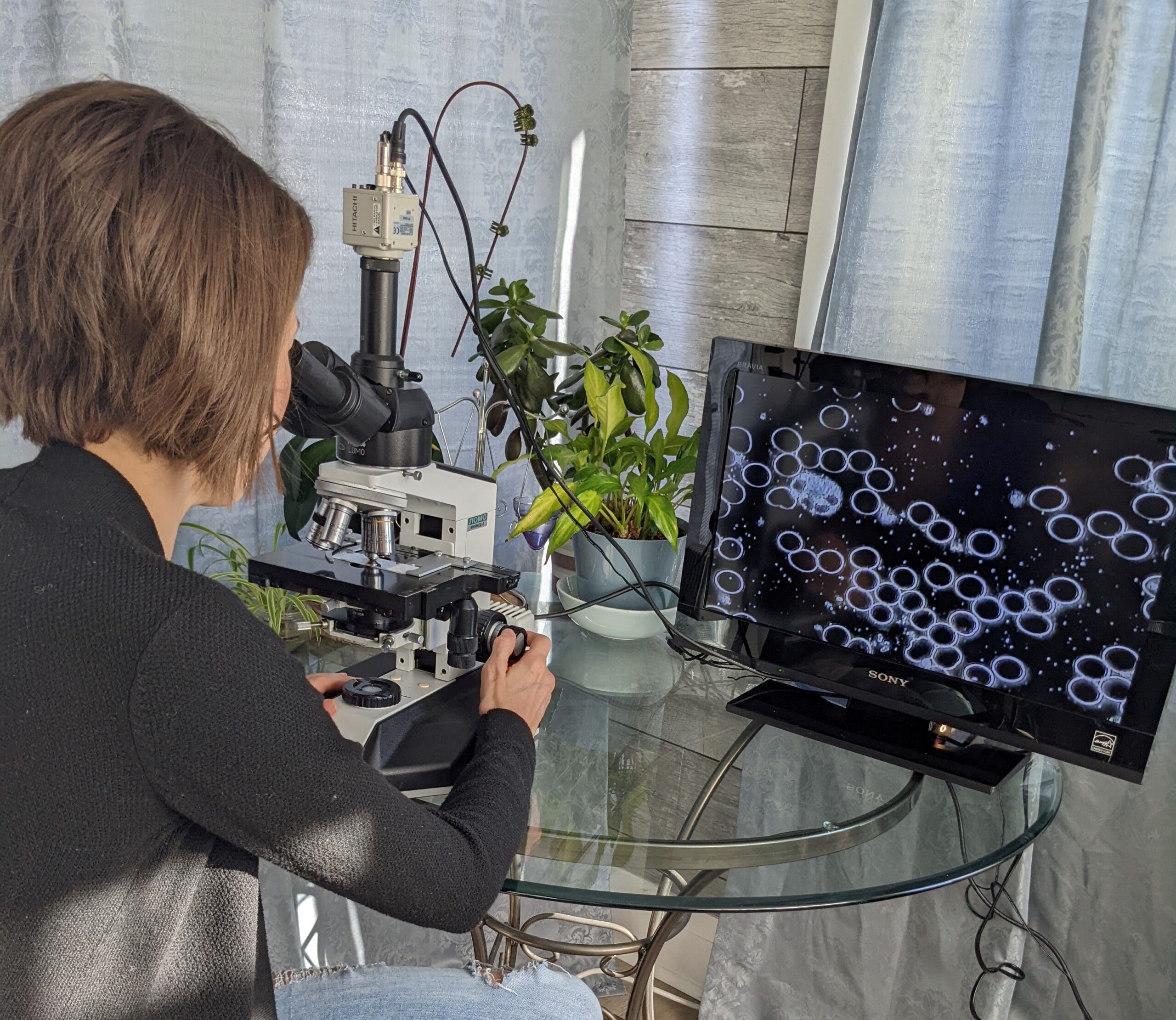 Veronique conducting a Live Blood Analysis by looking through a microscope