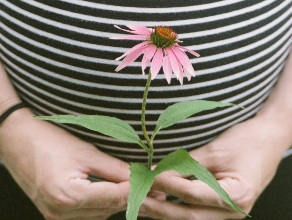A woman holds a pink flower to her belly - pregnancy preparations