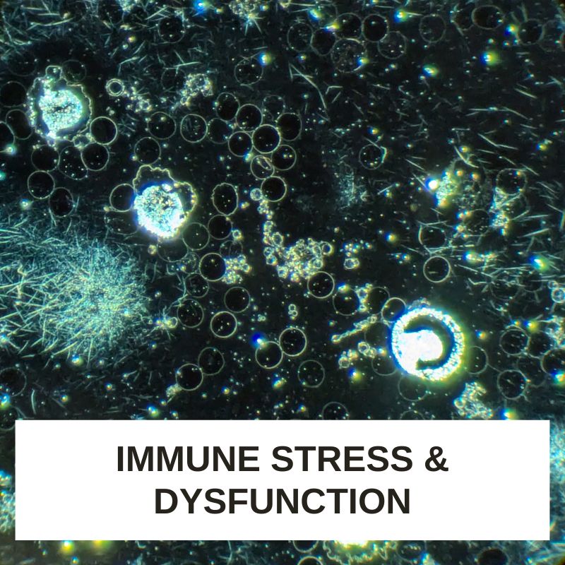 Immune Stress and Dysfunction LBA