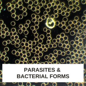 Parasites and Bacterial Forms LBA