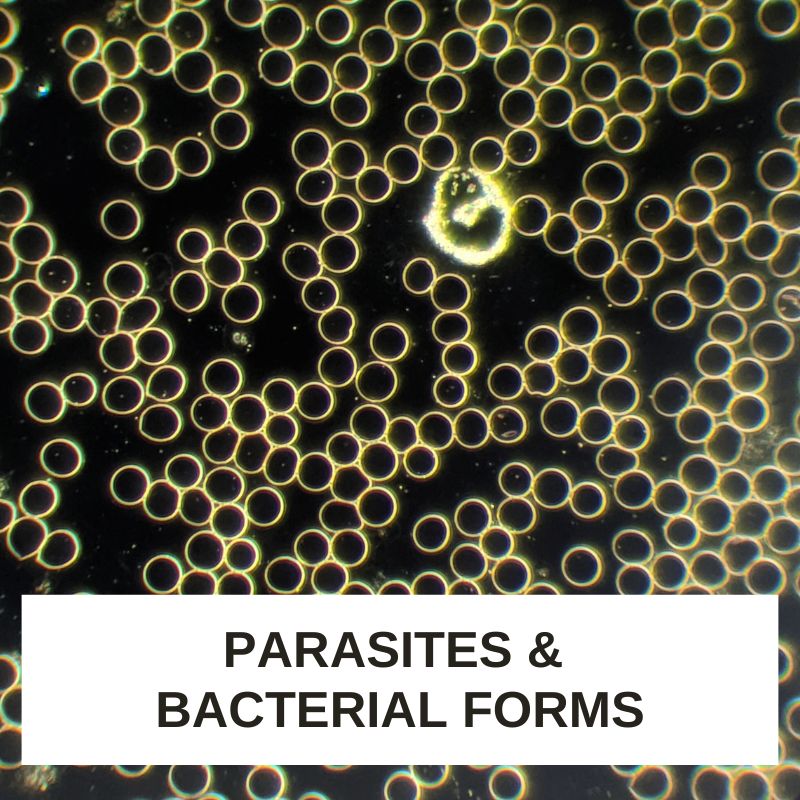 Parasites and Bacterial Forms LBA